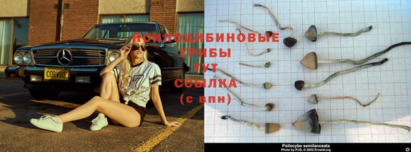 ПСИЛОЦИБИНОВЫЕ ГРИБЫ Балахна